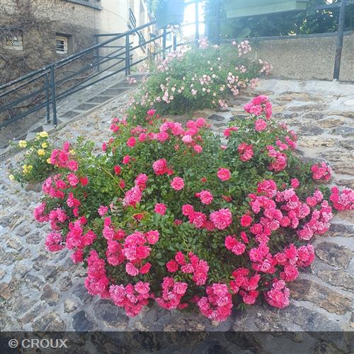 ROSA décorosier  'Emera®'
