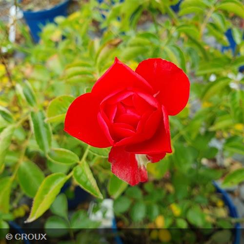 ROSA décorosier 'Kadora®'