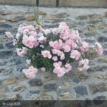 ROSA décorosier 'Mareva®'