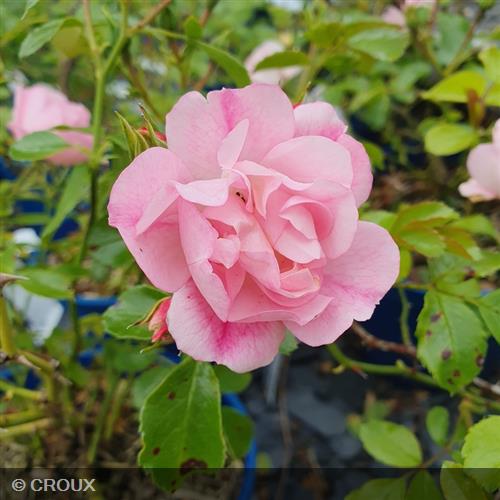 ROSA décorosier 'Mareva®'