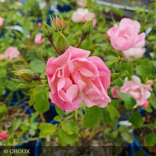 ROSA décorosier 'Mareva®'