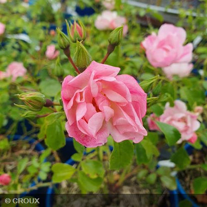 ROSA décorosier 'Mareva®'