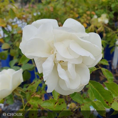 ROSA décorosier 'Opalia®'