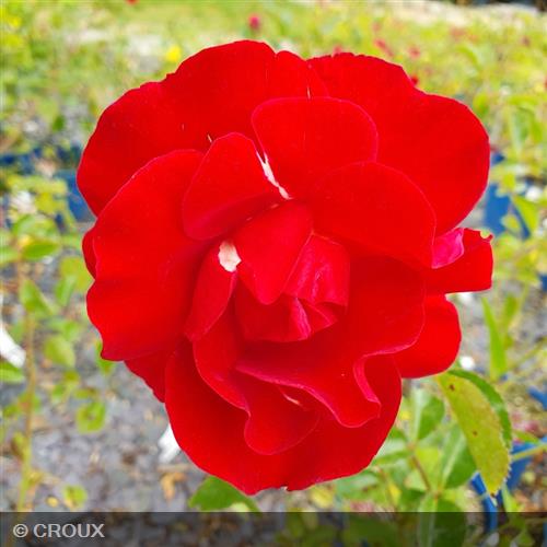 ROSA décorosier  'New Vesuvia®'