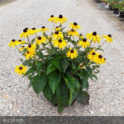 RUDBECKIA fulgida 'Godlsturm'