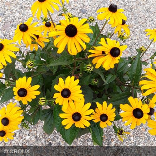 RUDBECKIA fulgida 'Godlsturm'