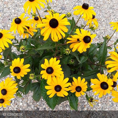 RUDBECKIA fulgida 'Godlsturm'