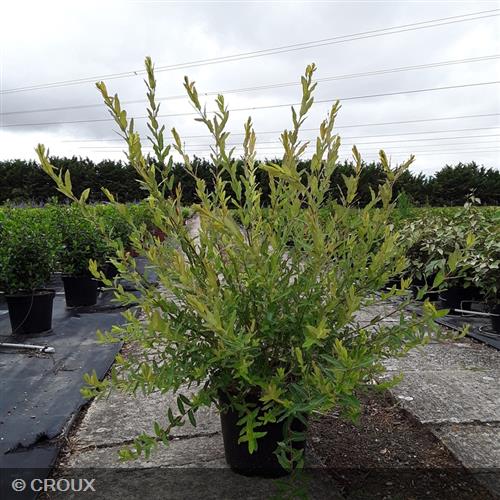 SALIX integra 'Hakuro-Nishiki'