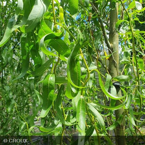 SALIX matsudana 'Tortuosa'