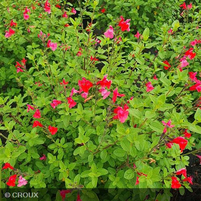 SALVIA  microphylla  'Grahamii Rouge'