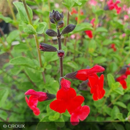 SALVIA microphylla 'Royal Bumble'