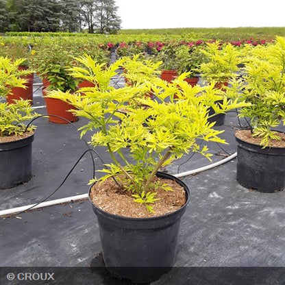 SAMBUCUS nigra 'Golden Tower®'