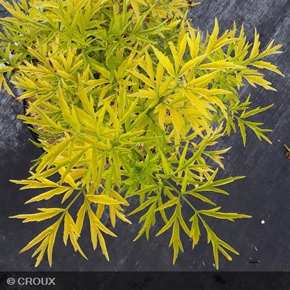 SAMBUCUS nigra 'Golden Tower®'