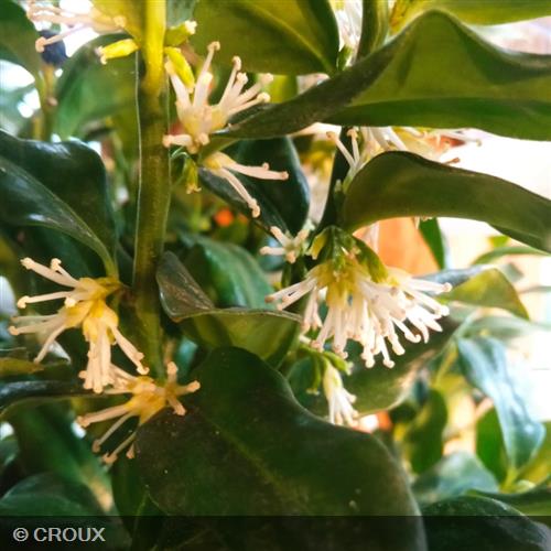 SARCOCCOCA hookeriana humilis 'Winter Gem'