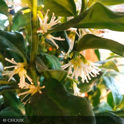 SARCOCCOCA hookeriana humilis 'Winter Gem'