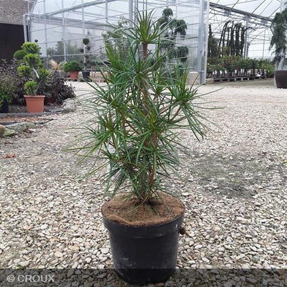 SCIADOPYTIS  verticillata