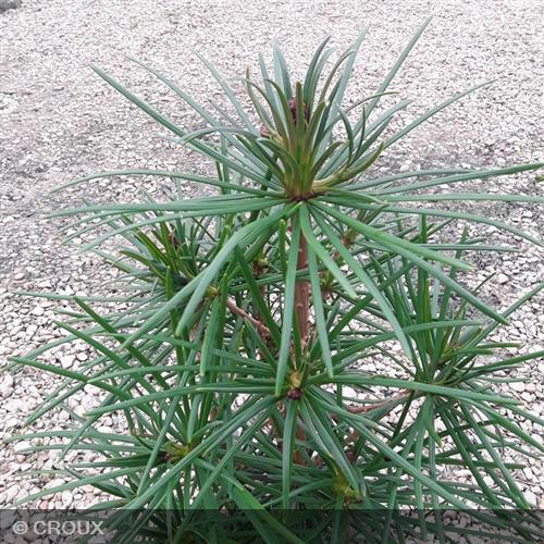 SCIADOPYTIS  verticillata