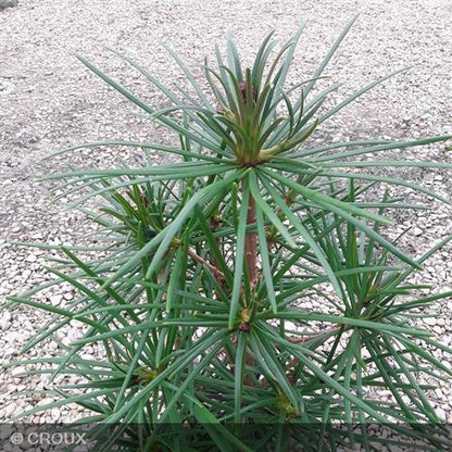 SCIADOPYTIS  verticillata