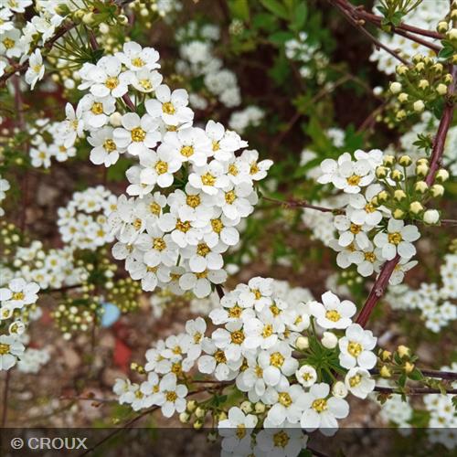 SPIRAEA cinerea 'Grefsheim'