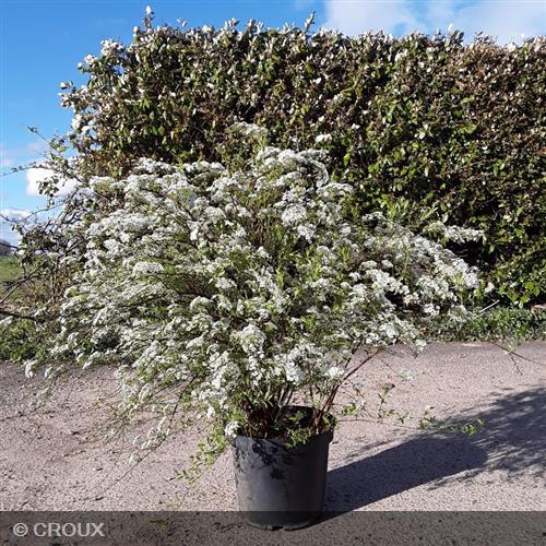 SPIRAEA cinerea 'Grefsheim'