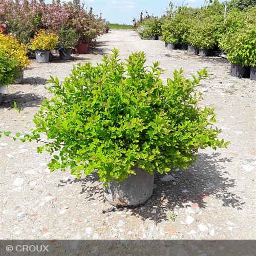 SPIRAEA japonica 'Little Princess'