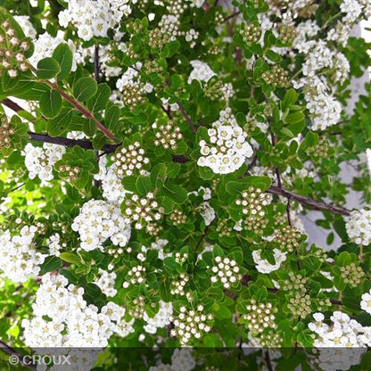 SPIRAEA nipponica 'Snowmound'