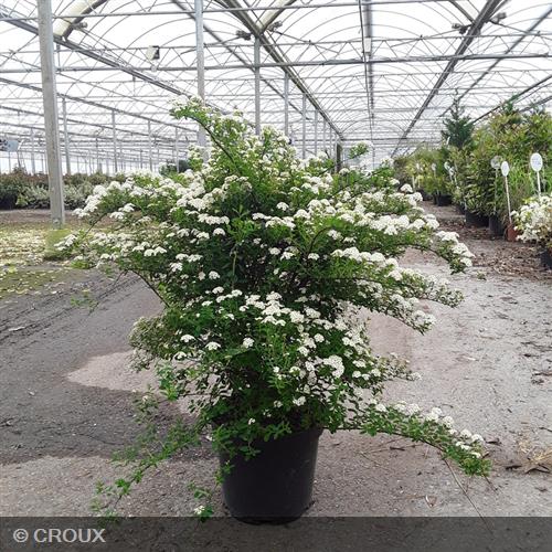 SPIRAEA nipponica 'Snowmound'
