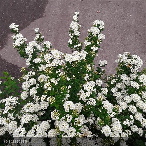 SPIRAEA nipponica 'Snowmound'