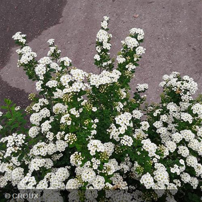 SPIRAEA nipponica 'Snowmound'