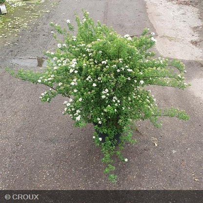 SPIRAEA nipponica 'Snowmound'