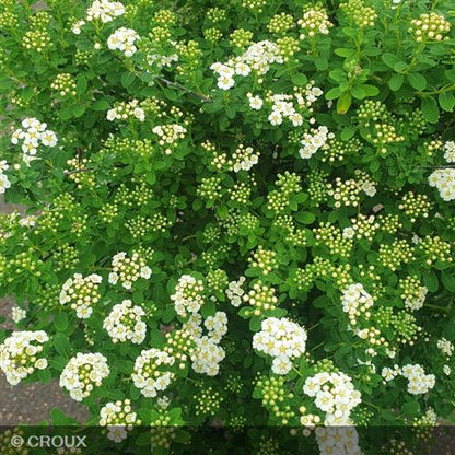 SPIRAEA nipponica 'Snowmound'