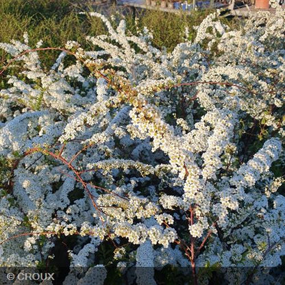 SPIRAEA cinerea 'Grefsheim'