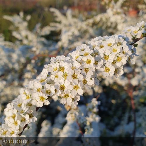 SPIRAEA cinerea 'Grefsheim'