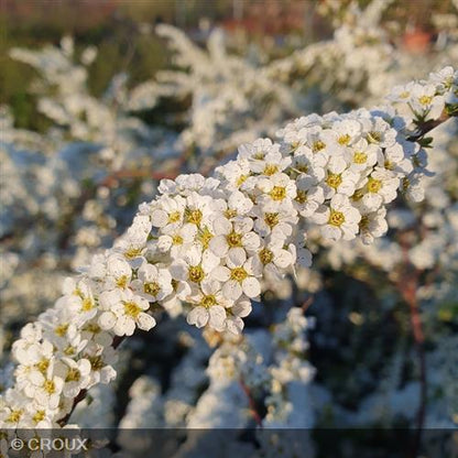 SPIRAEA cinerea 'Grefsheim'