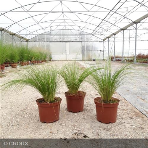 STIPA tenuifolia Pony tails