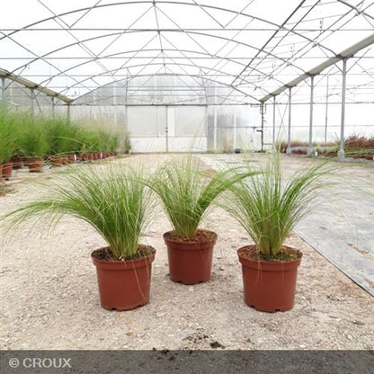 STIPA tenuifolia Pony tails