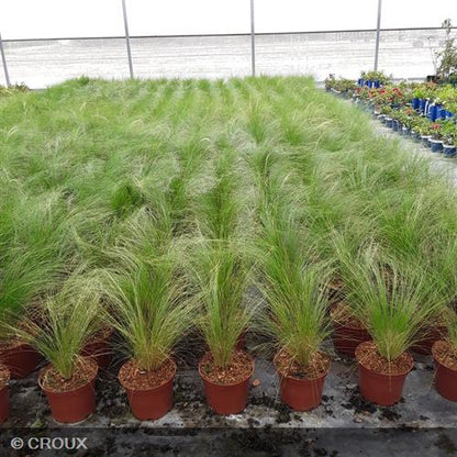 STIPA tenuifolia Pony tails
