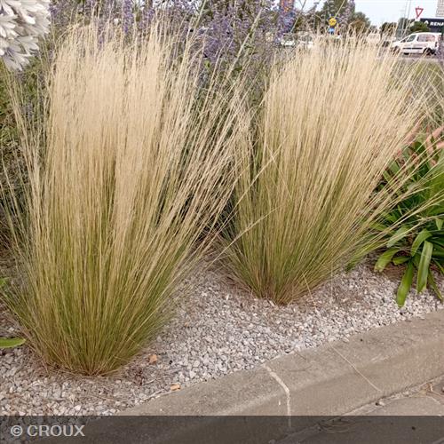STIPA tenuifolia Pony tails