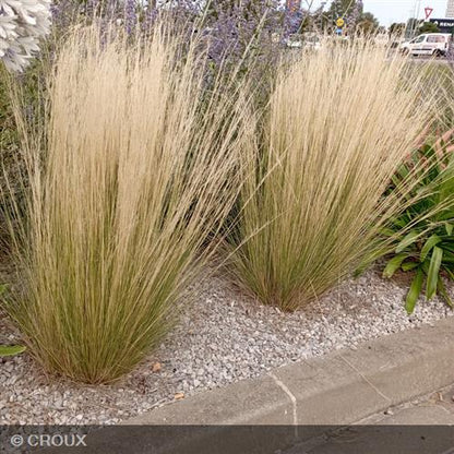 STIPA tenuifolia Pony tails