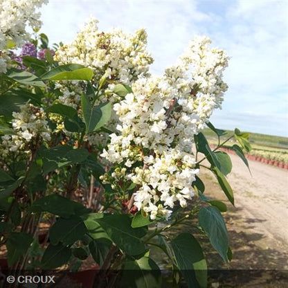 SYRINGA vulgaris 'Mme Casimir Perier'