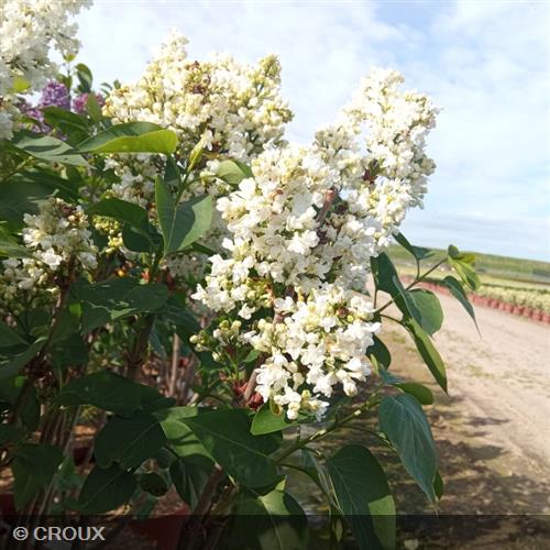 SYRINGA vulgaris 'Mme Casimir Perier'