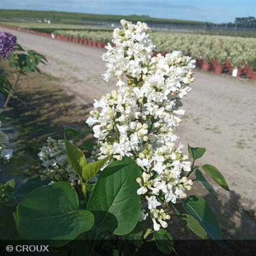 SYRINGA vulgaris 'Mme Casimir Perier'