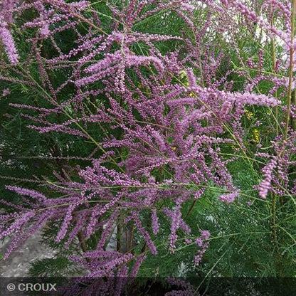 TAMARIX ramosissima 'Rosea'
