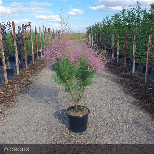 TAMARIX ramosissima 'Rosea'