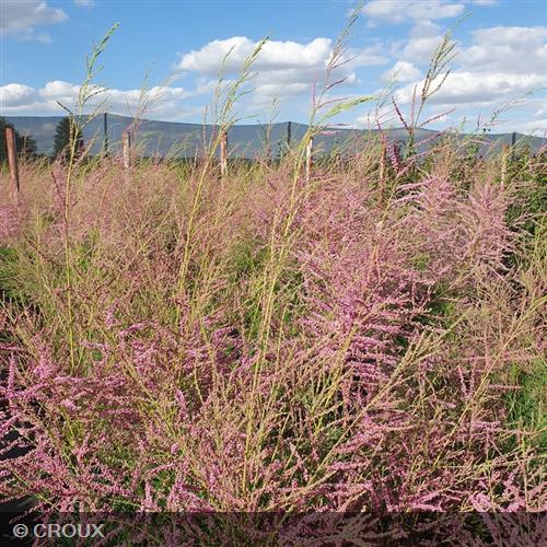TAMARIX ramosissima 'Rosea'