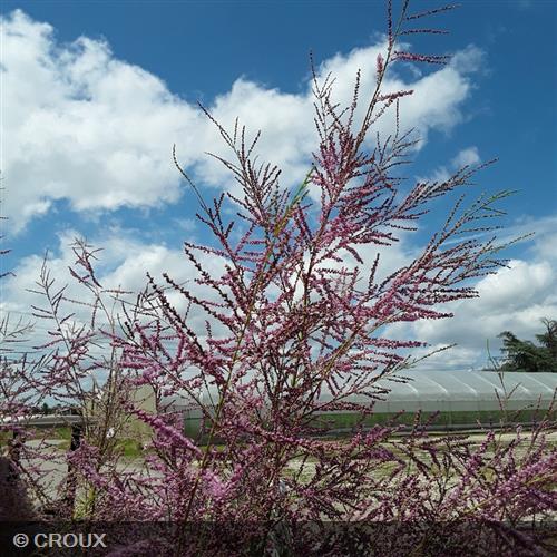 TAMARIX ramosissima 'Rosea'