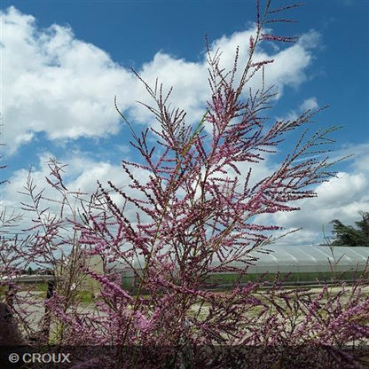 TAMARIX ramosissima 'Rosea'