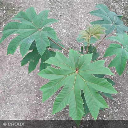 TETRAPANAX  papyrifera  'Rex'