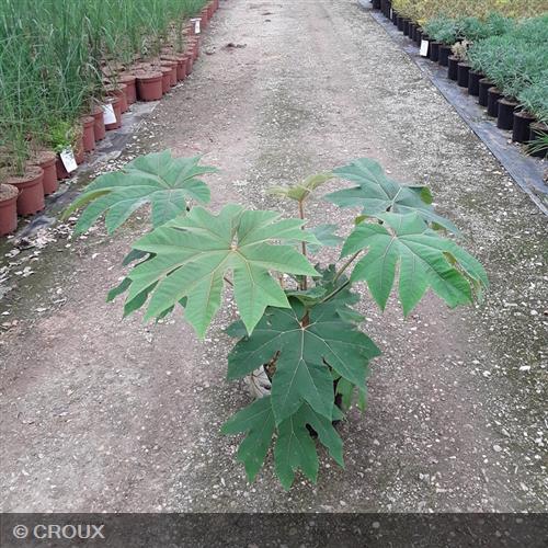 TETRAPANAX  papyrifera  'Rex'
