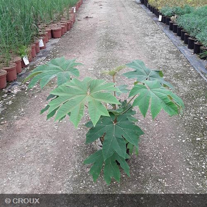 TETRAPANAX  papyrifera  'Rex'